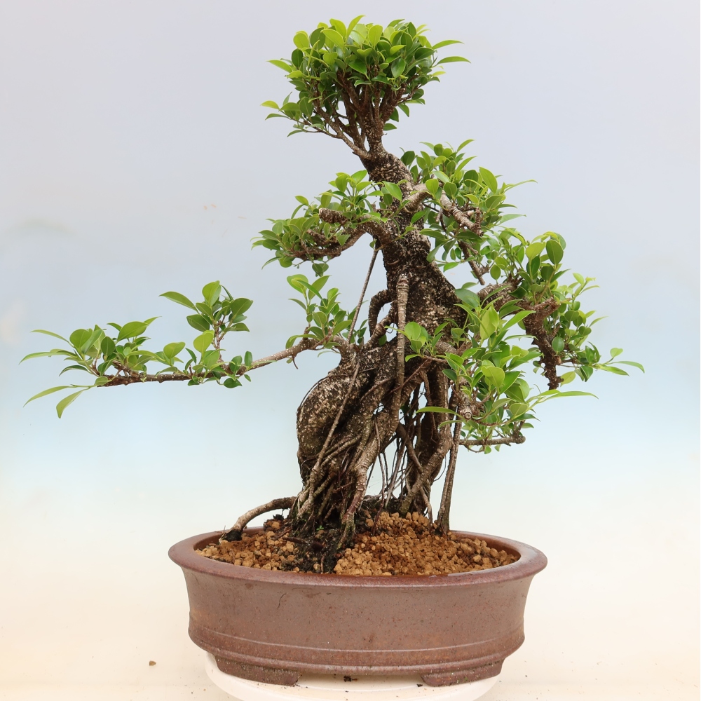 Salle bonsaï - Ficus kimmen - ficus à petites feuilles