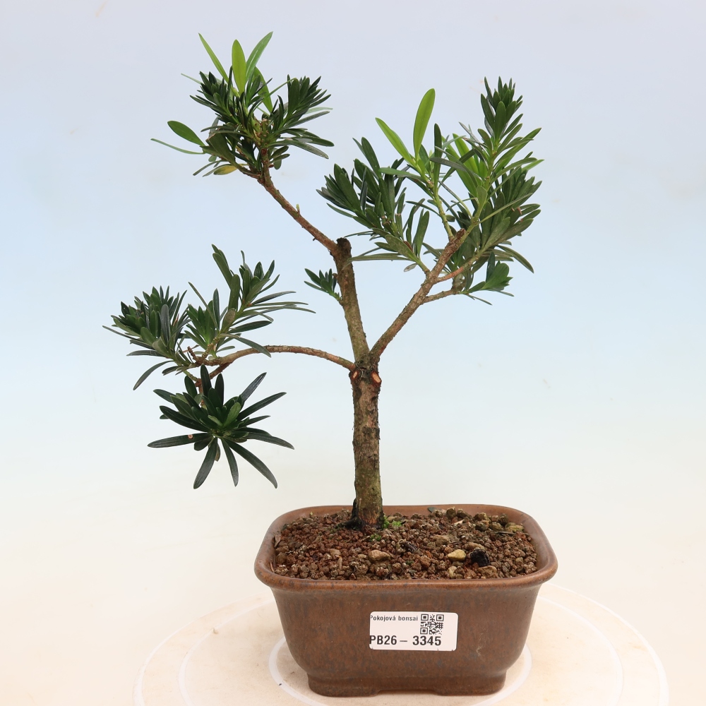 Salle bonsaï - Podocarpus - If en pierre