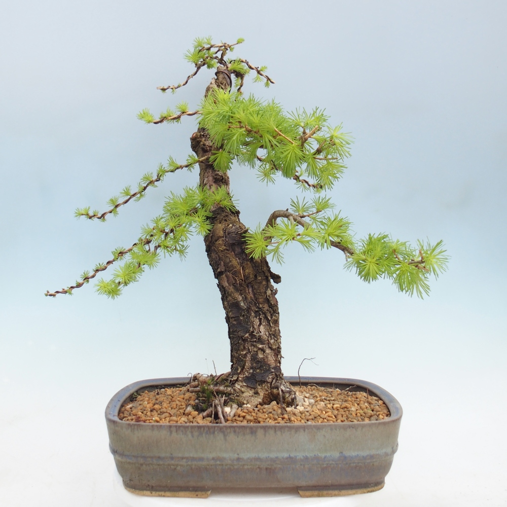 Bonsaï d'extérieur -Larix decidua - Mélèze