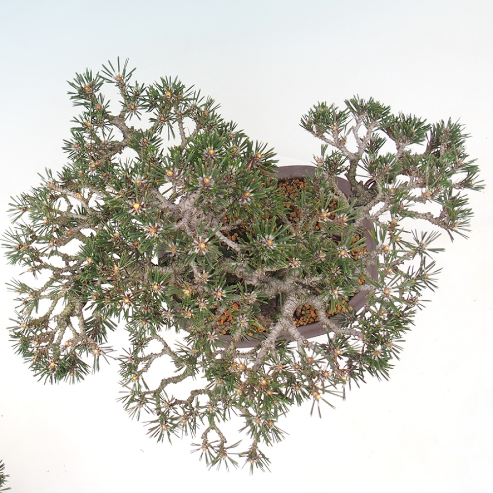 Bonsaï d'extérieur - Pinus thunbergii Kotobuki - Pin de Thunberg