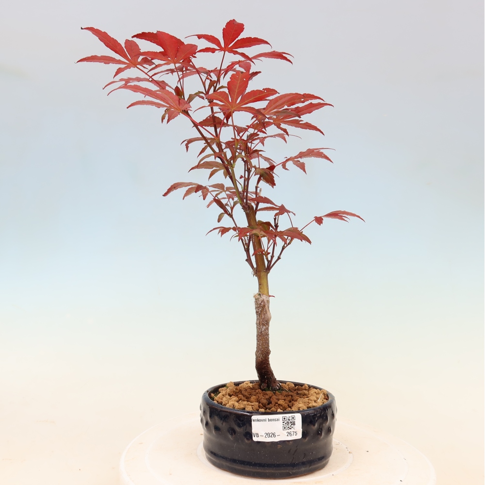 Bonsaï d'extérieur - Acer palm. Atropurpureum-Javor palmate