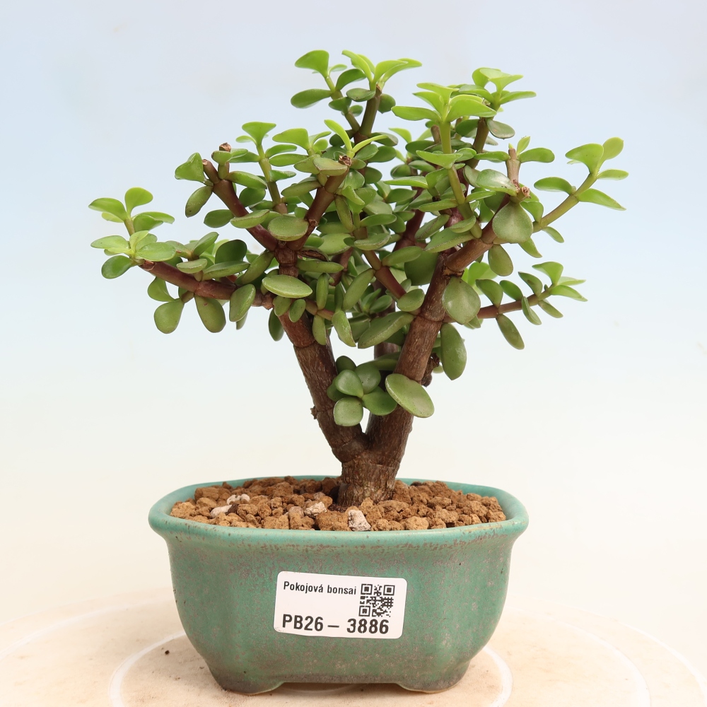Bonsaï de chambre - Portulakaria Afra - Tlustice