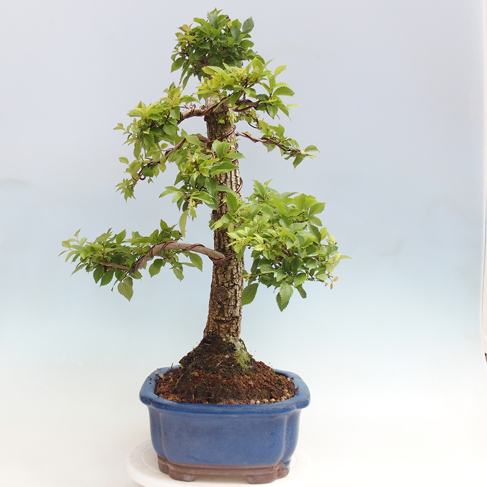 Bonsaï d'extérieur - Zelkova - Zelkova NIRE