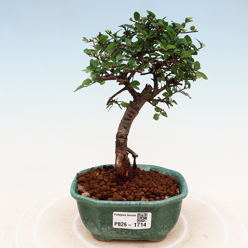 Bonsaï de chambre - Ulmus parvifolia - Orme à petites feuilles