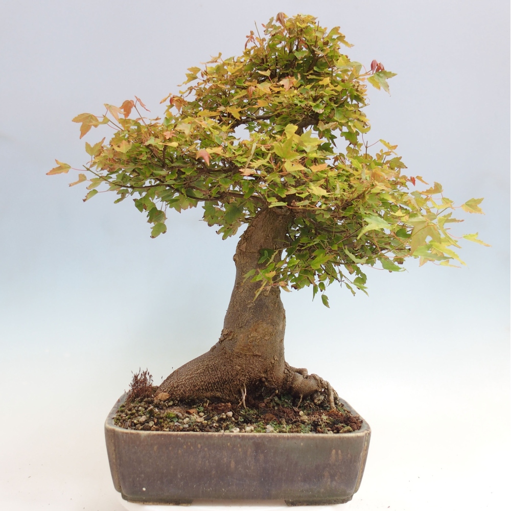Bonsaï d'extérieur - Acer Buergerianum - Burger Maple