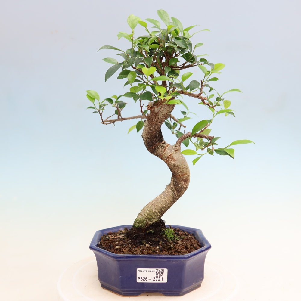 Salle bonsaï - Ficus kimmen - ficus à petites feuilles