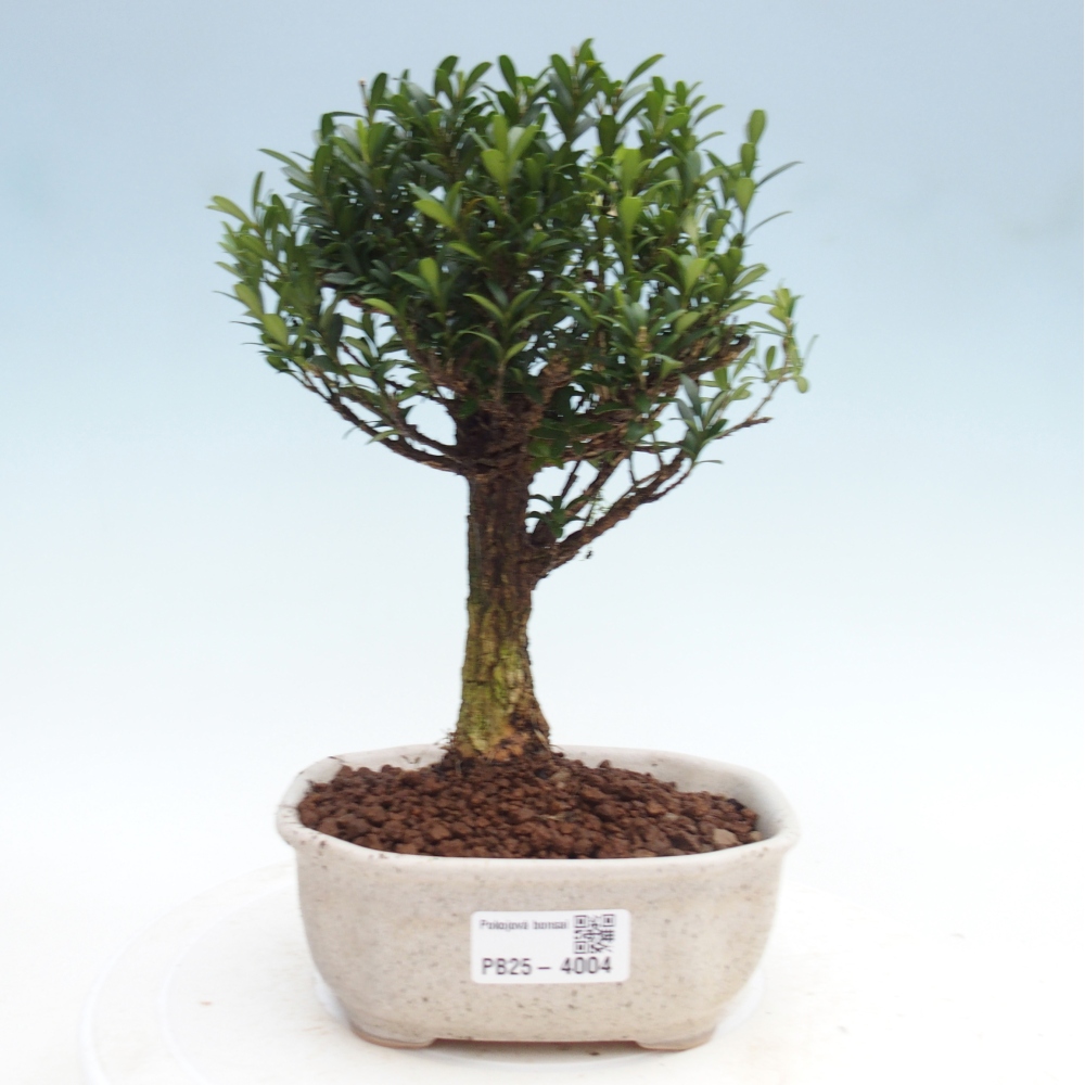 Bonsaï de chambre - Buxus harlandii - buxus liège