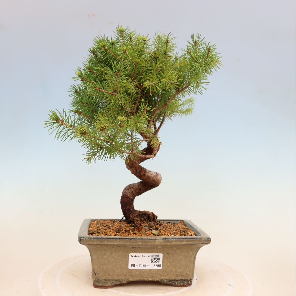 Bonsaï d'extérieur - Épicéa - Picea glauca globe