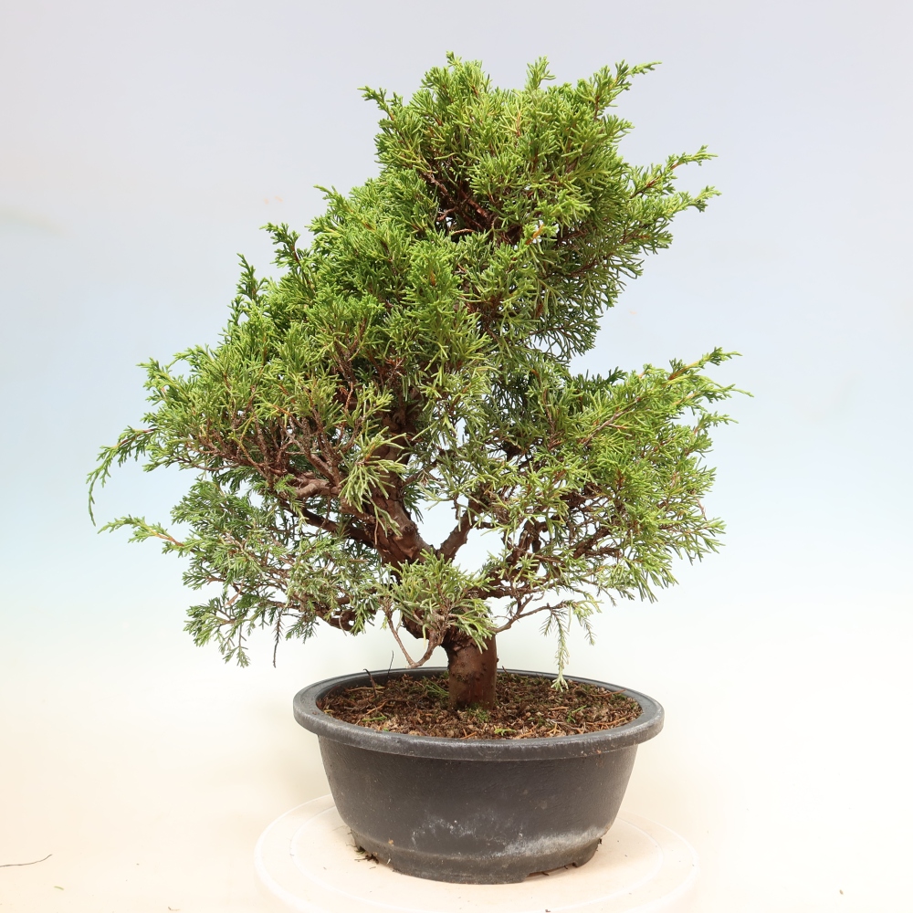 Bonsaï d'extérieur - Juniperus chinensis Itoigawa-Juniperus chinensis