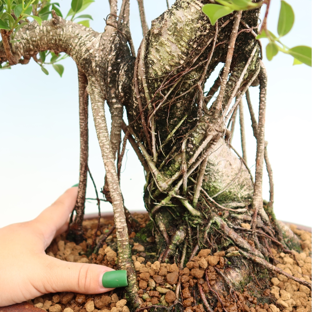 Salle bonsaï - Ficus kimmen - ficus à petites feuilles