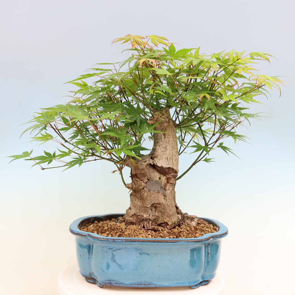 Bonsaï d'extérieur - Maple Burger - Acer Burgerianum