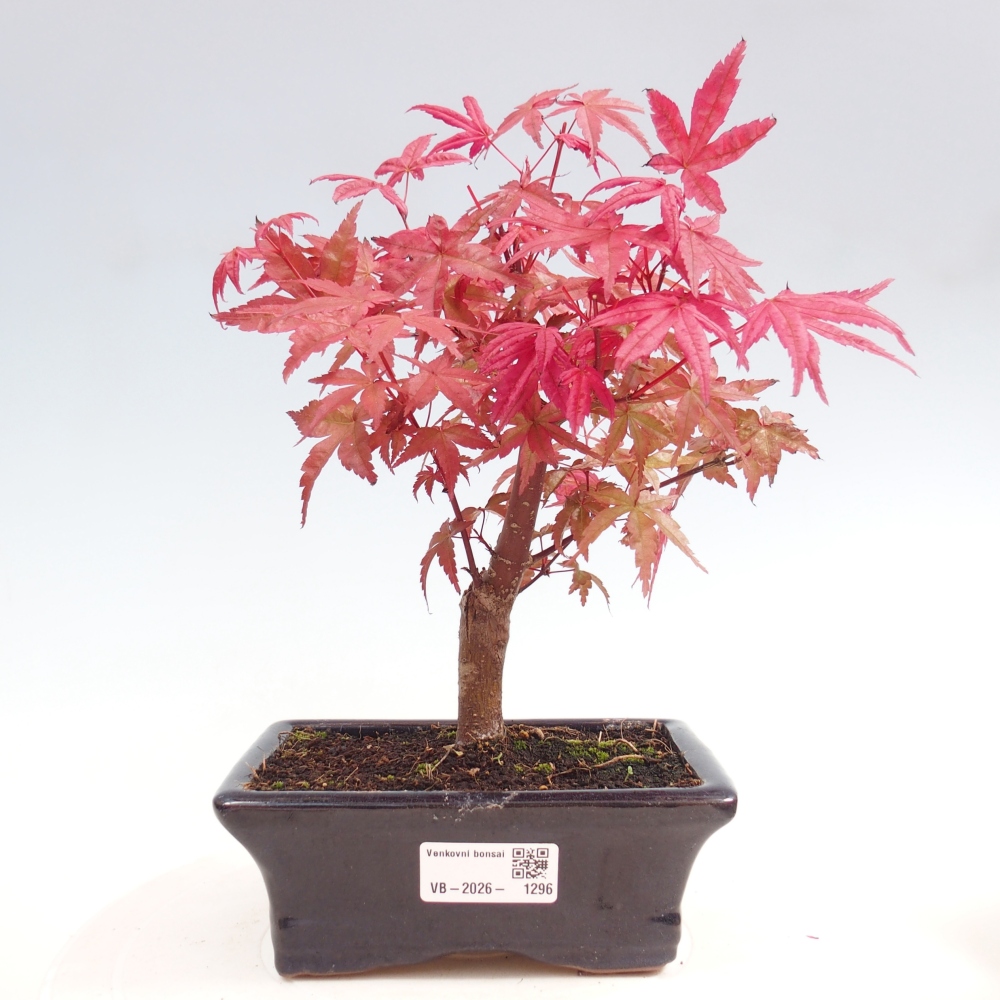 Bonsaï d'extérieur - Acer palmatum DESHOJO
