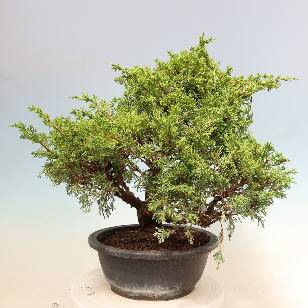 Bonsaï d'extérieur - Juniperus chinensis Itoigawa-Juniperus chinensis