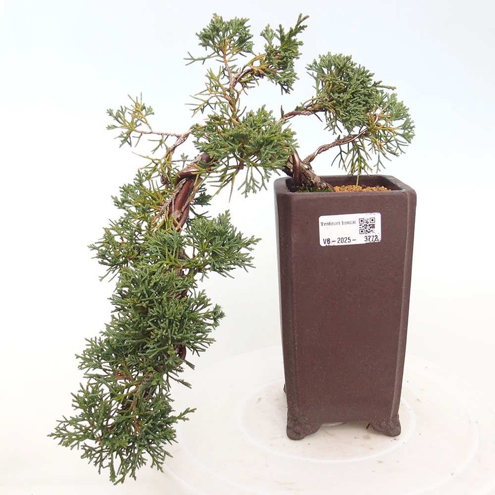 Bonsaï d'extérieur - Juniperus chinensis Kishu