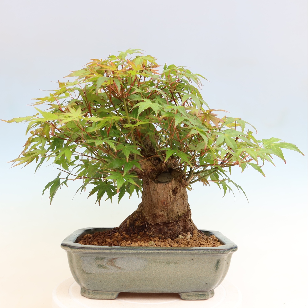 Bonsaï d'extérieur - Maple Burger - Acer Burgerianum