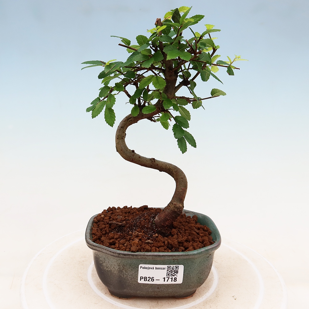 Bonsaï de chambre - Ulmus parvifolia - Orme à petites feuilles