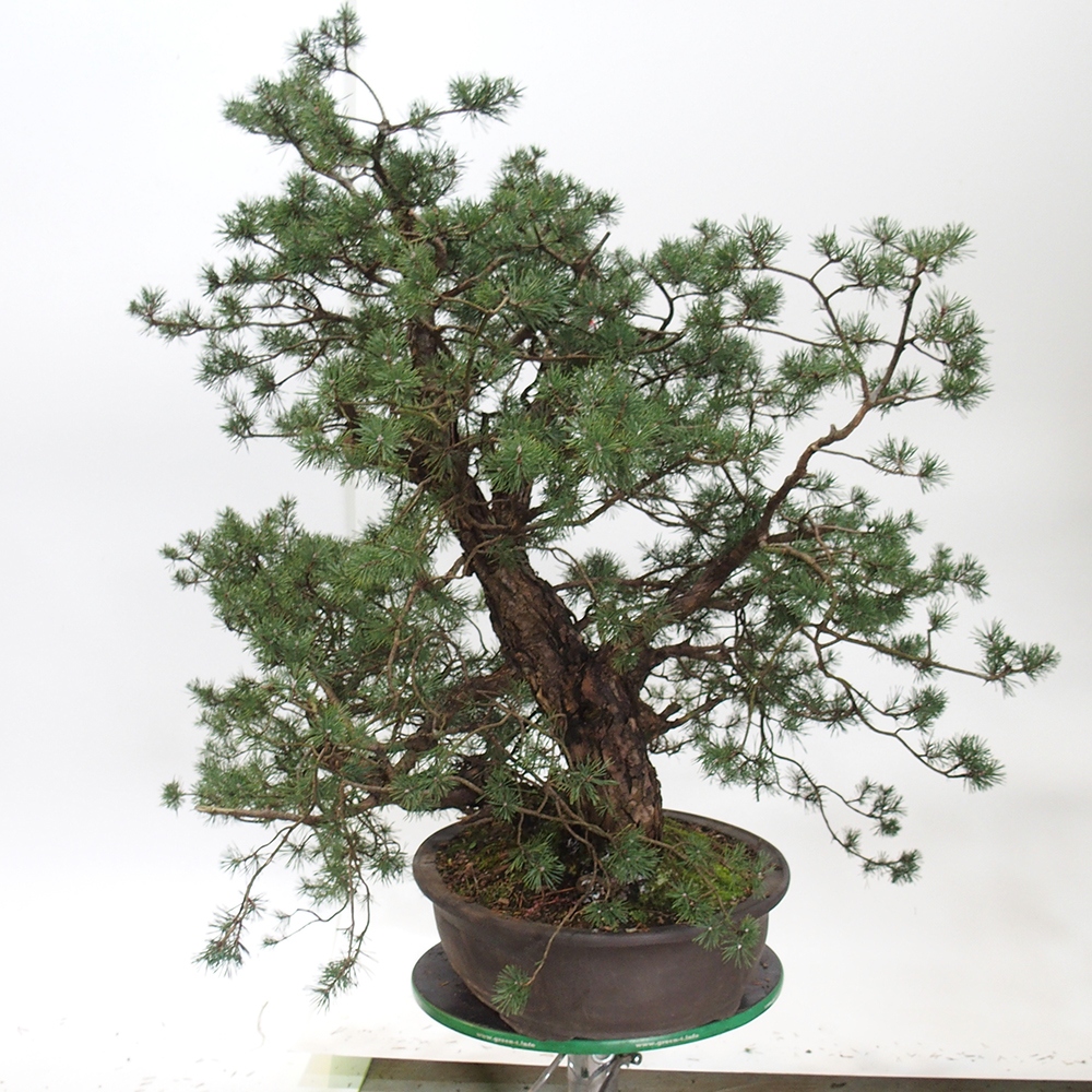 Yamadori - Pinus sylvestris Espagne