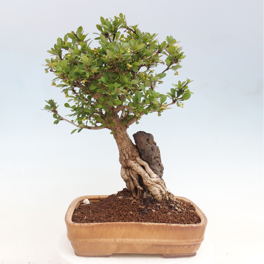 Bonsaï d'extérieur - Berberis coreana