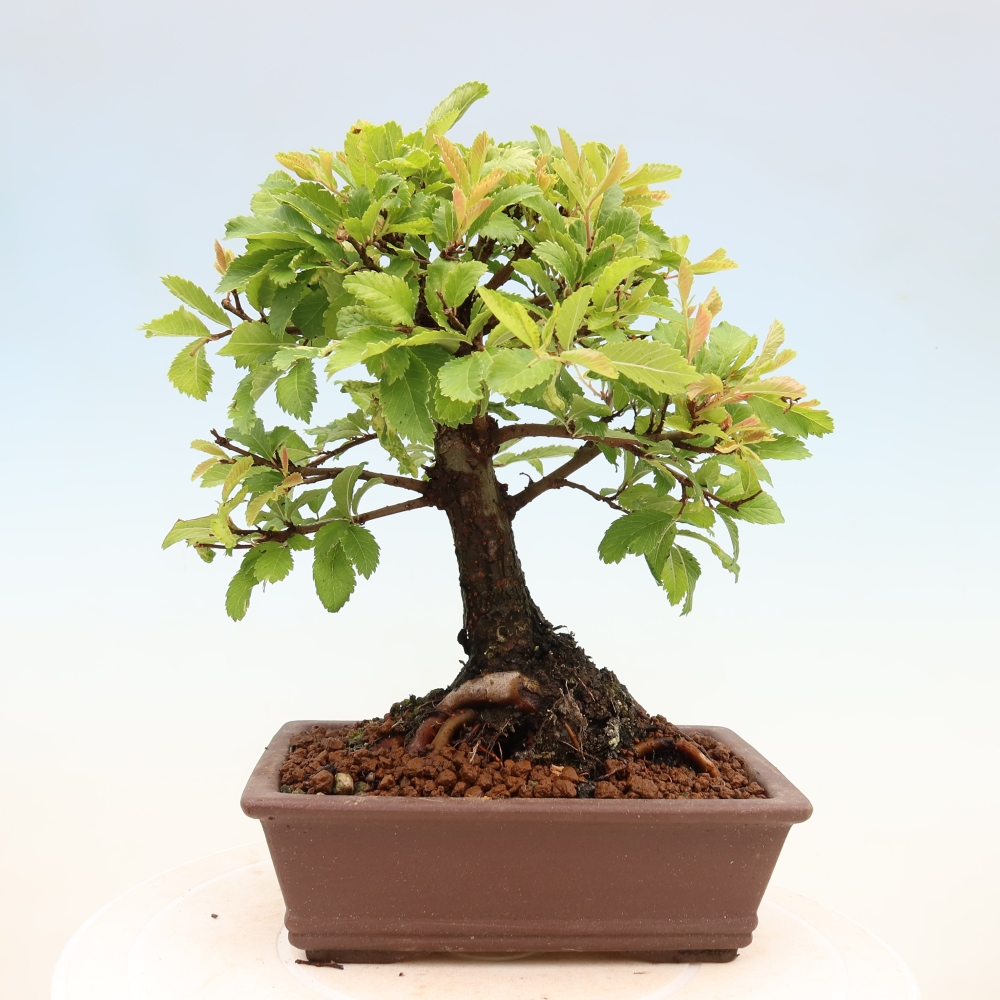 Bonsaï d'extérieur - Zelkova - Zelkova NIRE