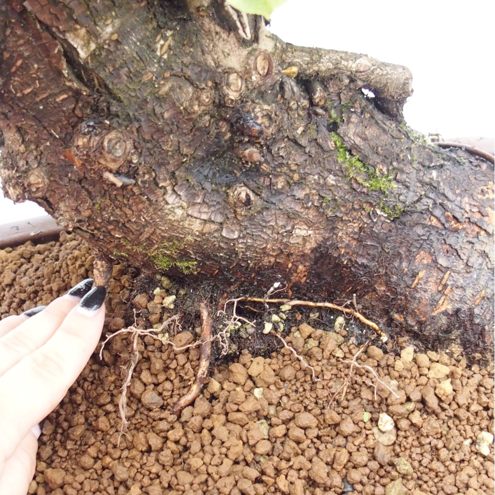 Bonsaï d'extérieur - Mahalebka - Prunus mahaleb