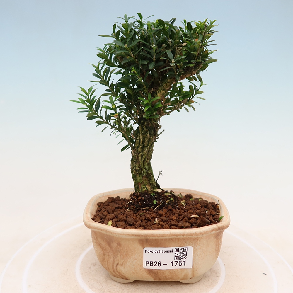 Bonsaï de chambre - Buxus harlandii - buxus liège