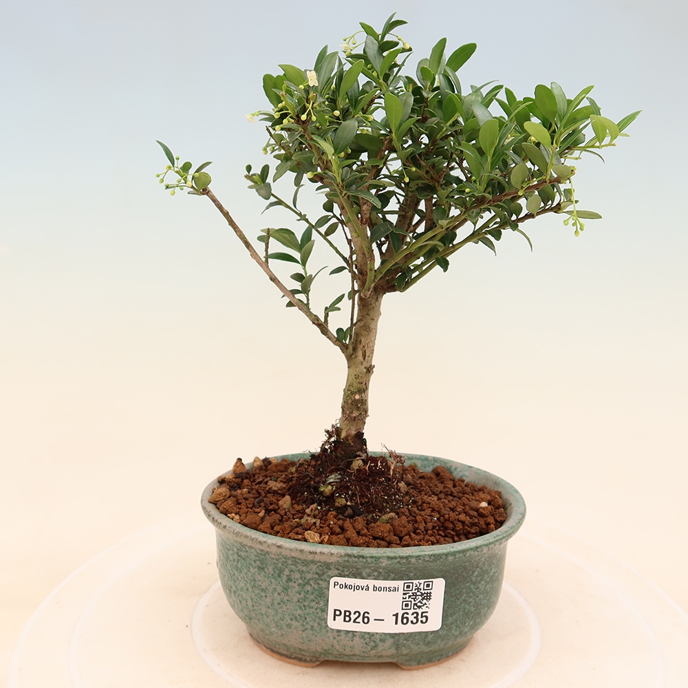 Bonsaï de chambre - Ilex crenata - Houx