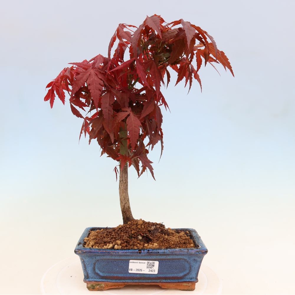 Bonsaï d'extérieur - Acer palm. Atropurpureum-Javor palmate