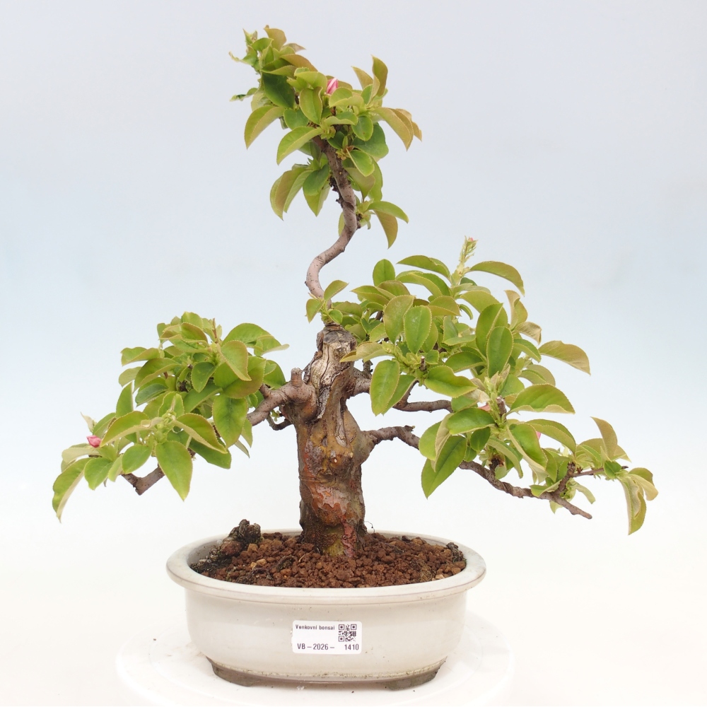Bonsaï d'extérieur - Pseudocydonia sinensis - cognassier chinois