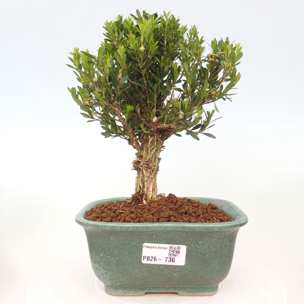 Bonsaï de chambre - Buxus harlandii - buxus liège