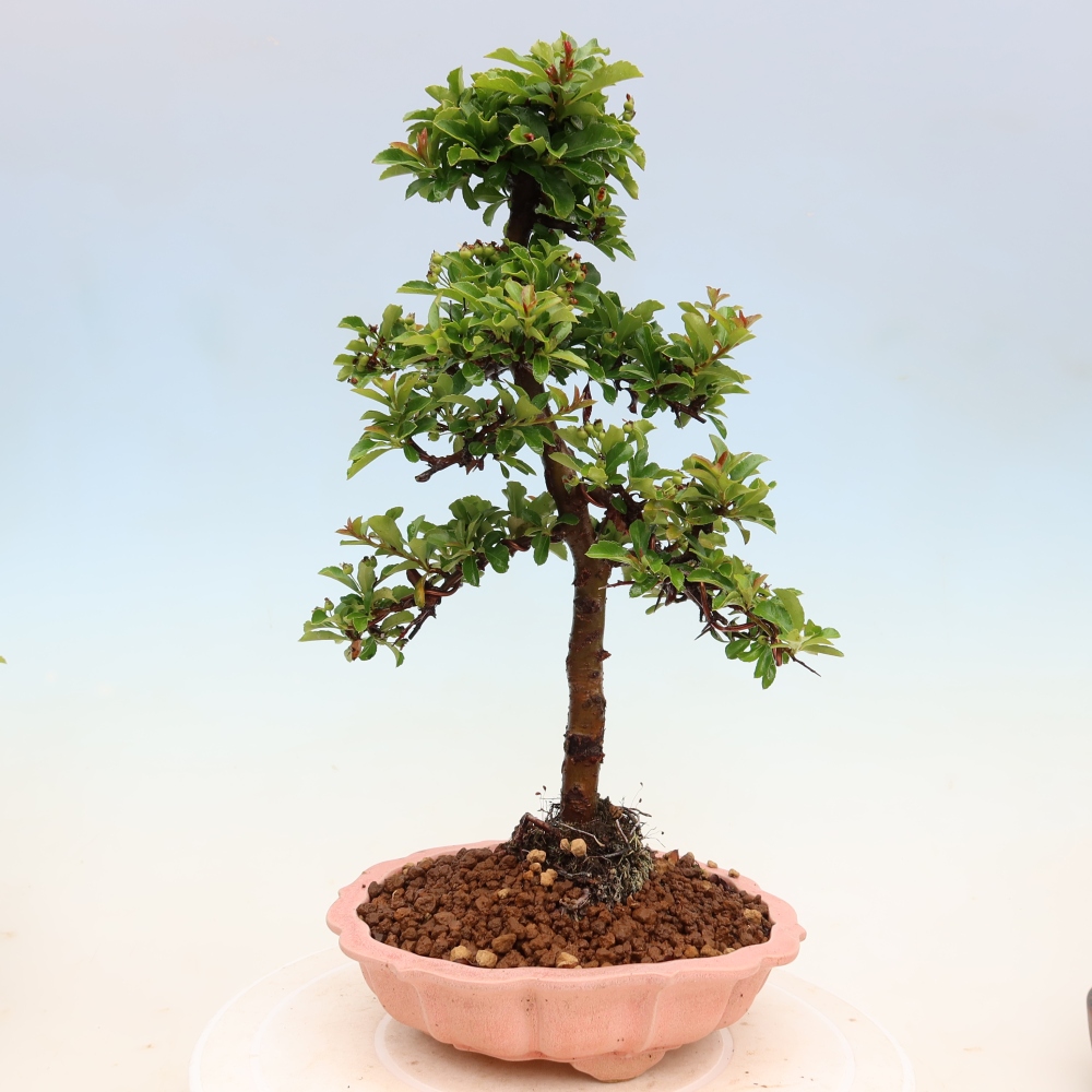 Bonsaï d'extérieur - Pyracantha teton - Pyracantha écarlate