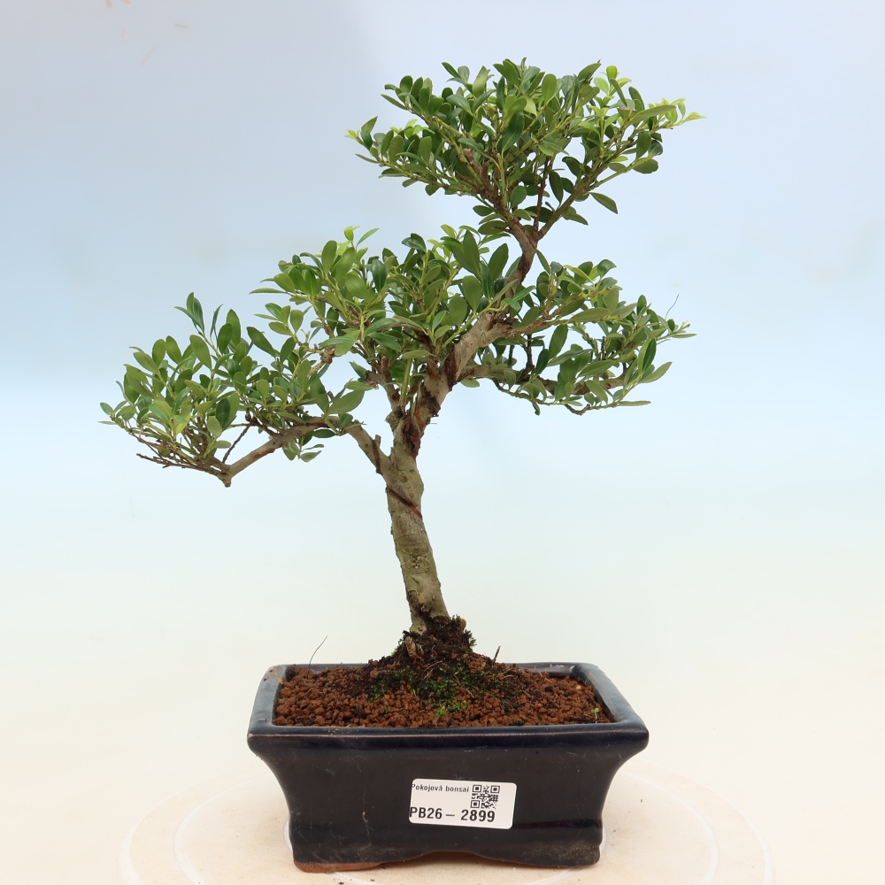 Bonsaï de chambre - Ilex crenata - Houx