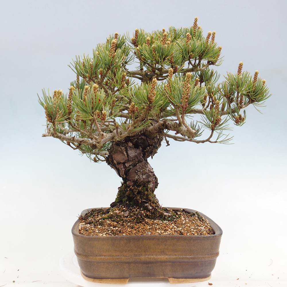 Bonsaï d'extérieur - Pinus parviflora - Pinus parviflora