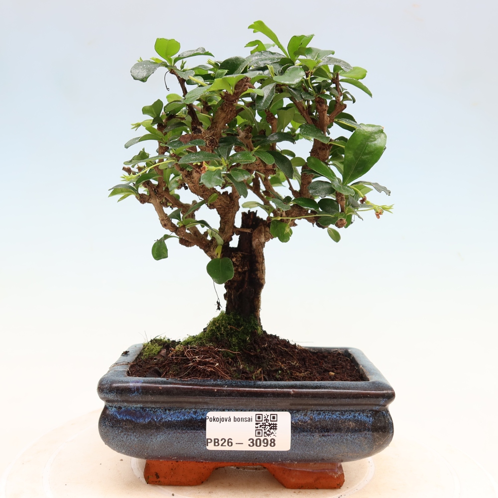 Bonsaï de chambre - Carmona macrophylla - Tea fuki