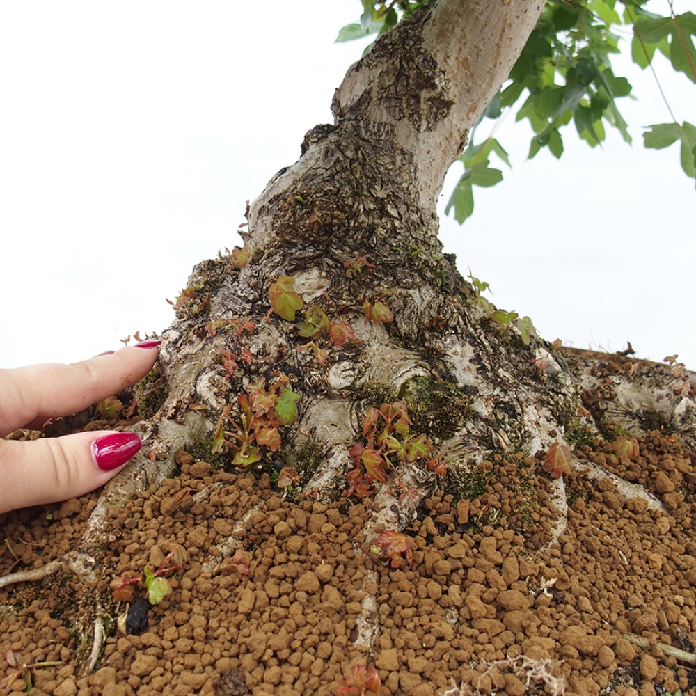 Bonsaï d'extérieur - Érable français - Acer Nonspessulanum