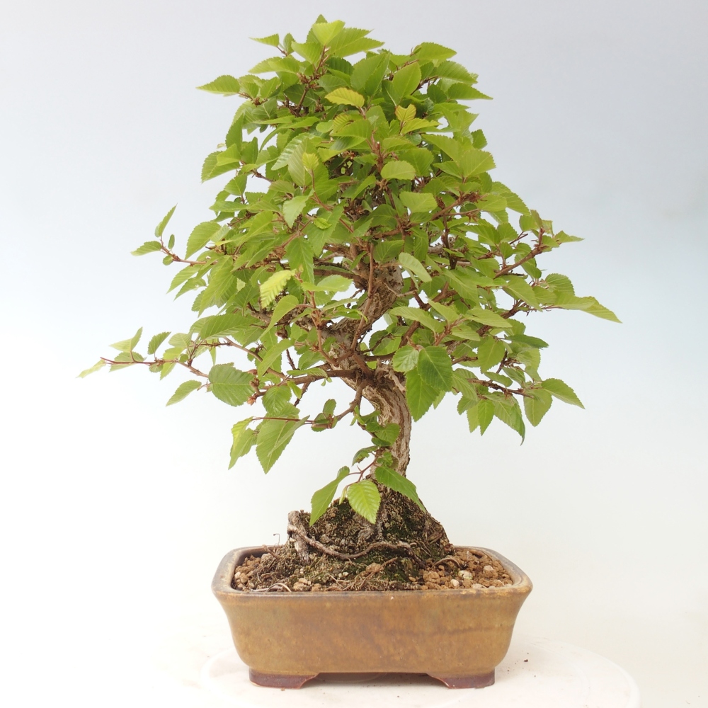 Bonsaï d'extérieur -Carpinus CARPINOIDES - Charme de Corée