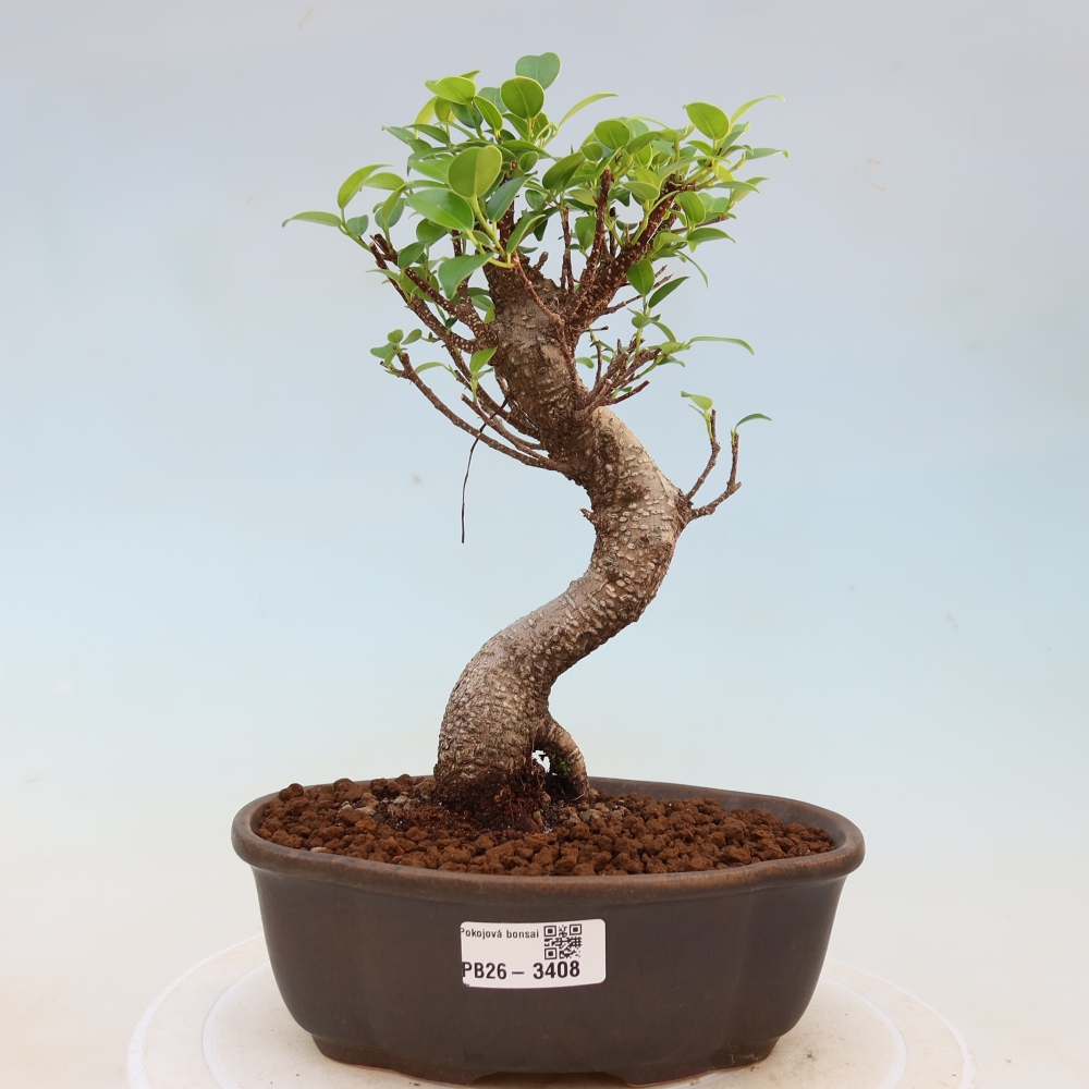 Salle bonsaï - Ficus kimmen - ficus à petites feuilles