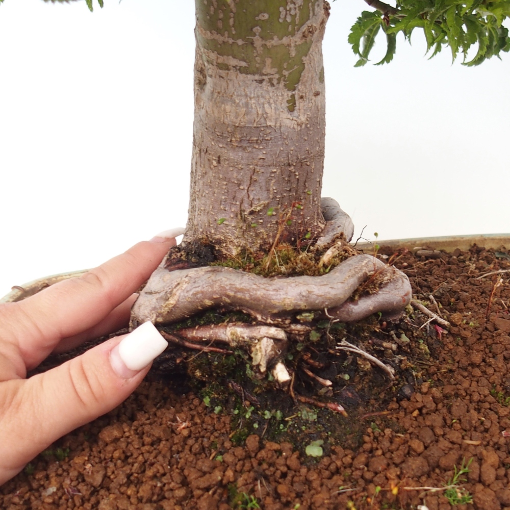 Bonsaï d'extérieur -Javor palm Acer palmatum Shishigashira