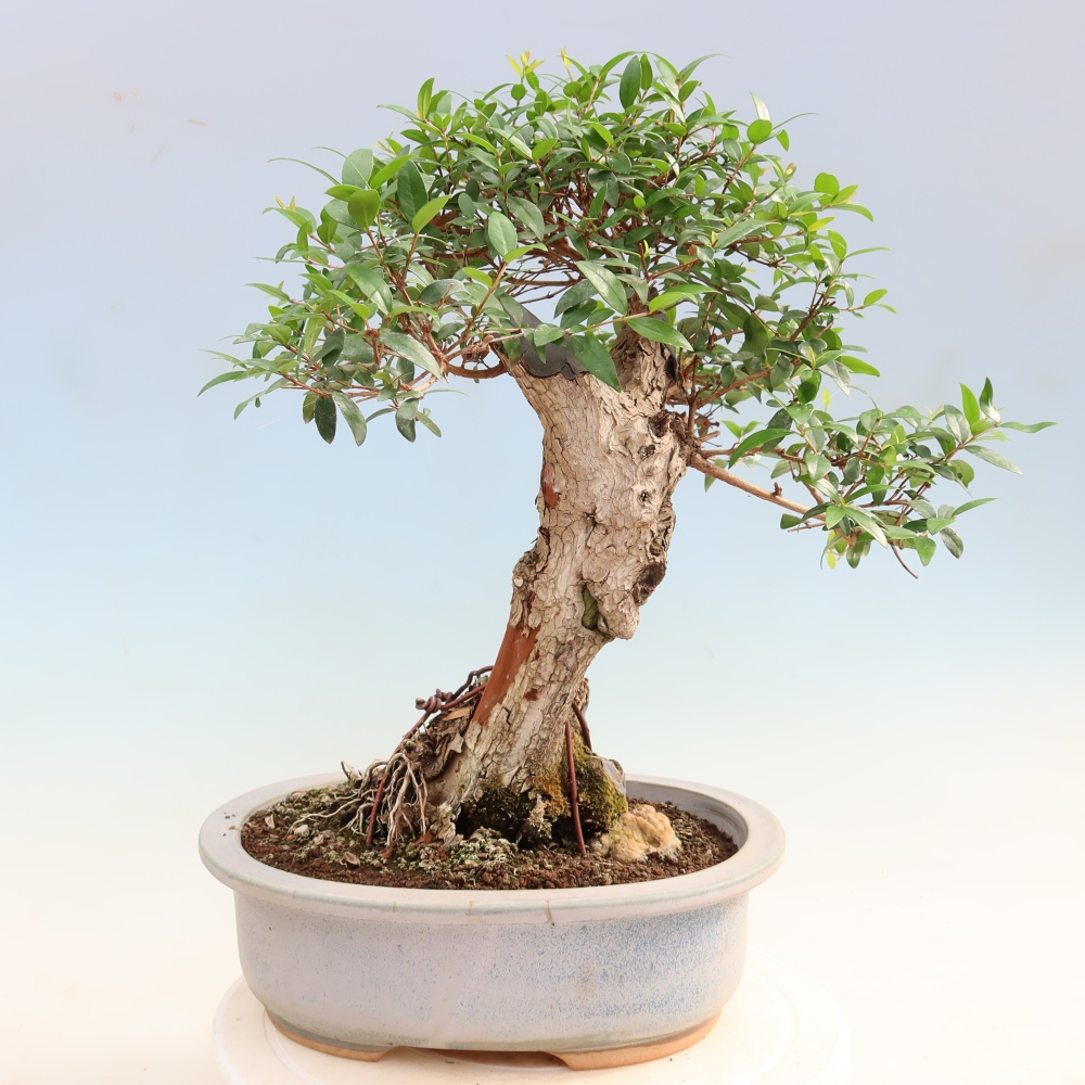 Bonsaï de chambre - Myrtus communis - Myrte