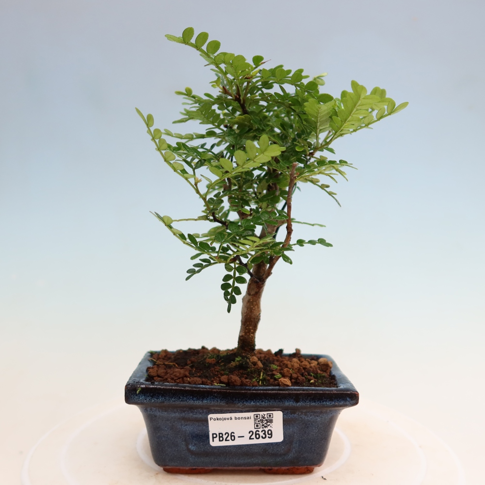 Salle bonsaï - Zantoxylum piperitum - arbre à poivre