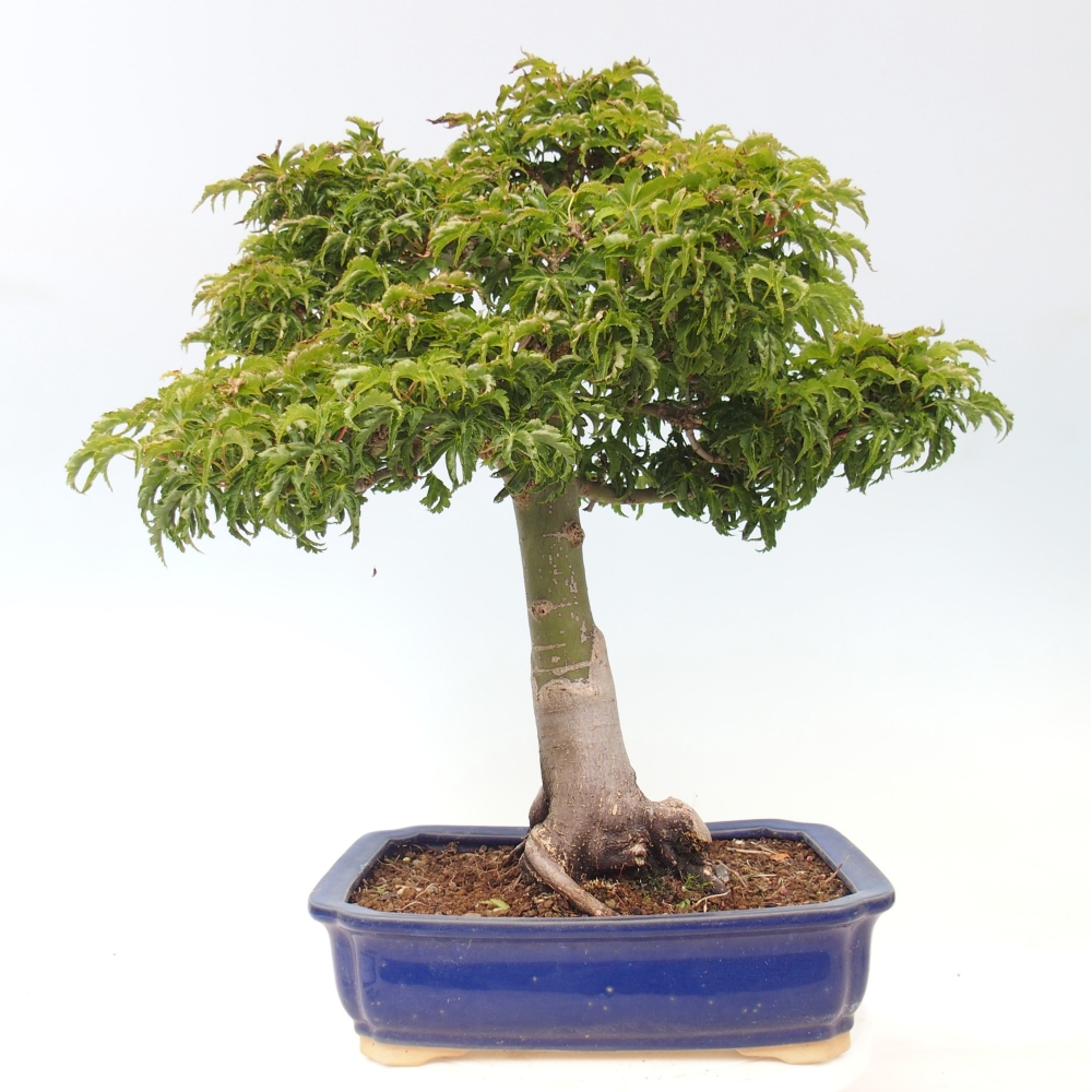 Bonsaï d'extérieur -Javor palm Acer palmatum Shishigashira