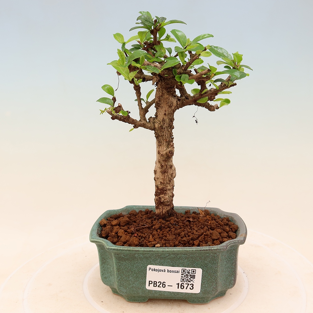 Bonsaï de chambre - Carmona macrophylla - Tea fuki