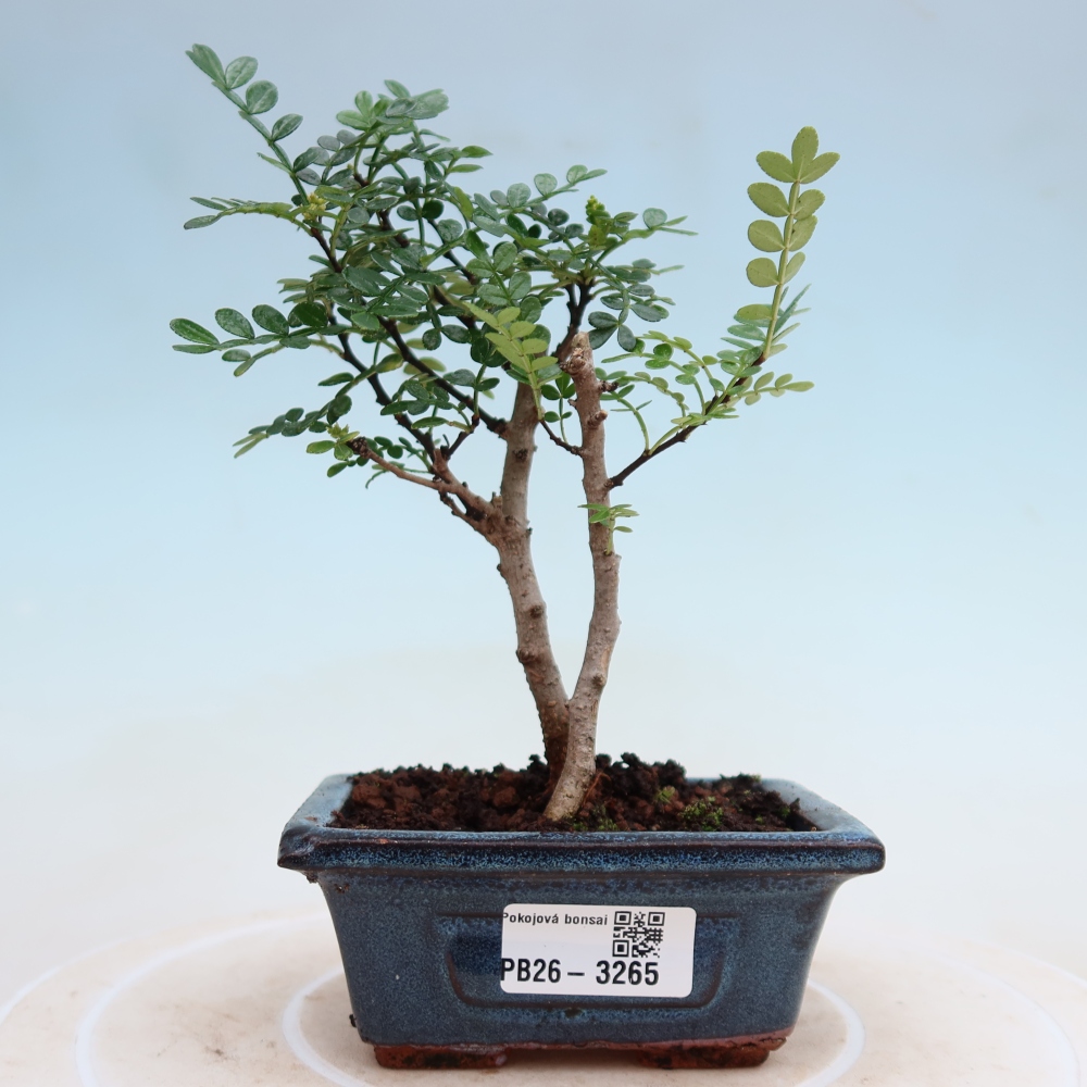 Salle bonsaï - Zantoxylum piperitum - arbre à poivre