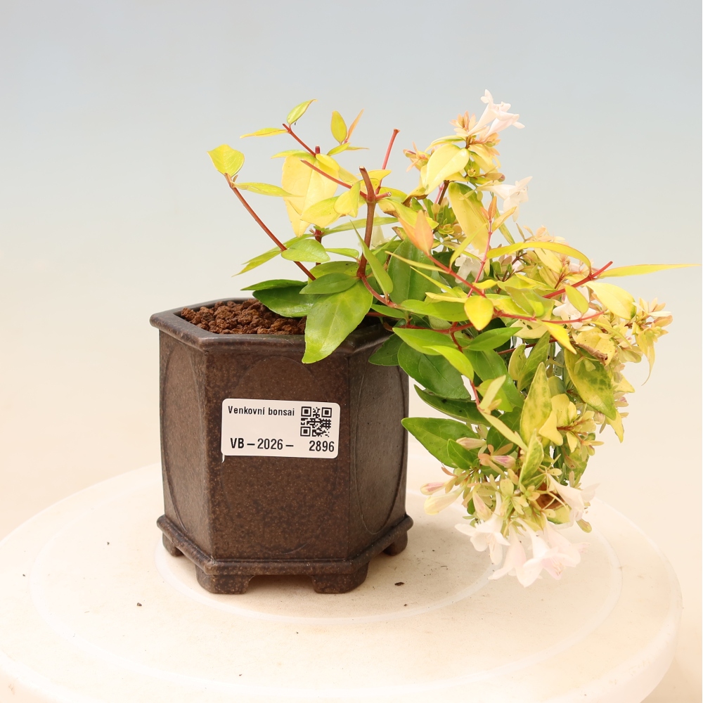 Bonsaï d'extérieur - Abelia gr. Kleidoscope - Abélie à grandes fleurs