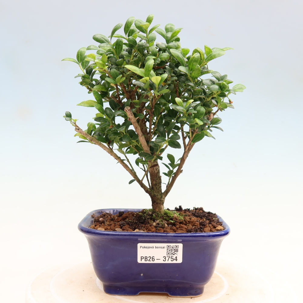 Bonsaï de chambre - Ilex crenata - Houx