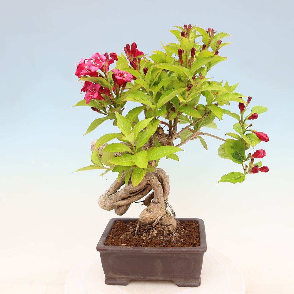 Bonsaï d'extérieur - Weigela subsessilis - Weigela de Corée