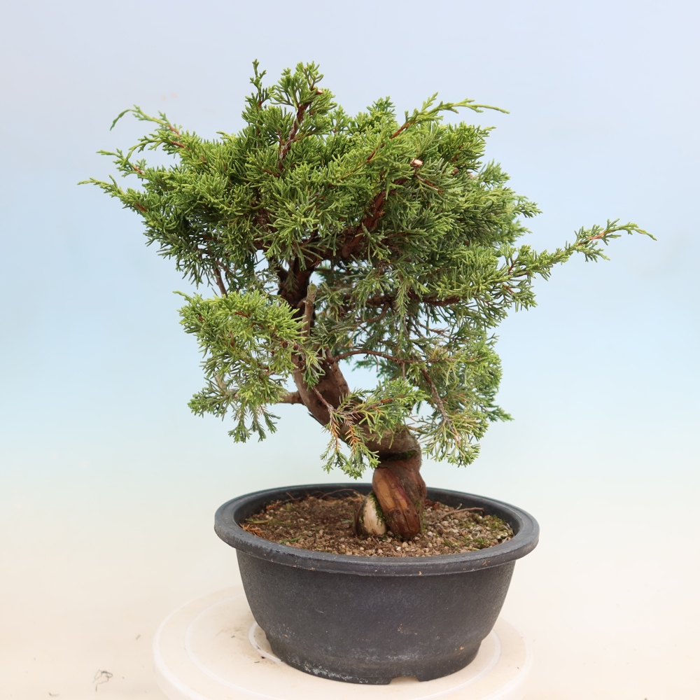 Bonsaï d'extérieur - Juniperus chinensis Itoigawa-Juniperus chinensis