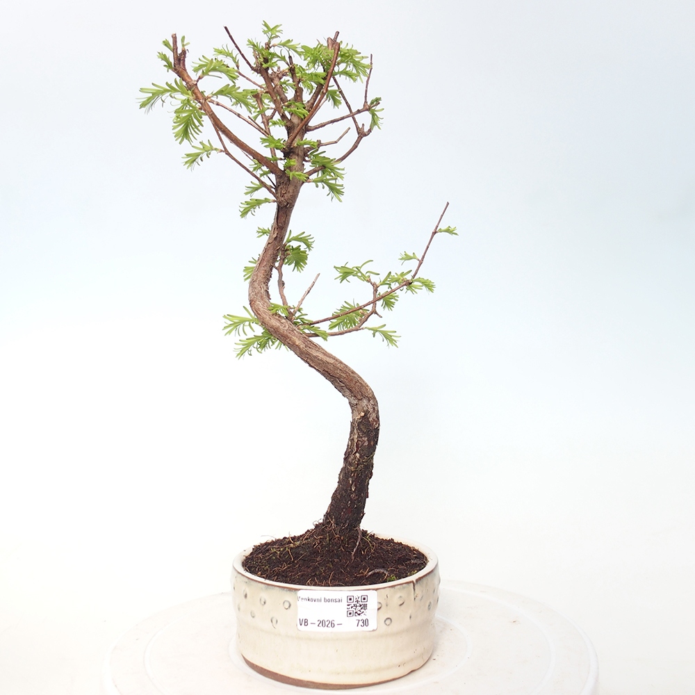 Bonsaï d'extérieur - Metasequoia glyptostroboides - Metasequoia chinois