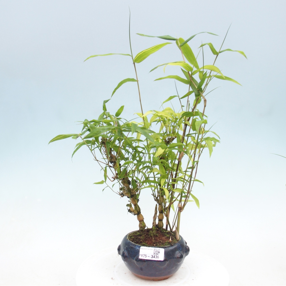 Bonsaï de chambre - Bamboo budha-Bamboo budha belly