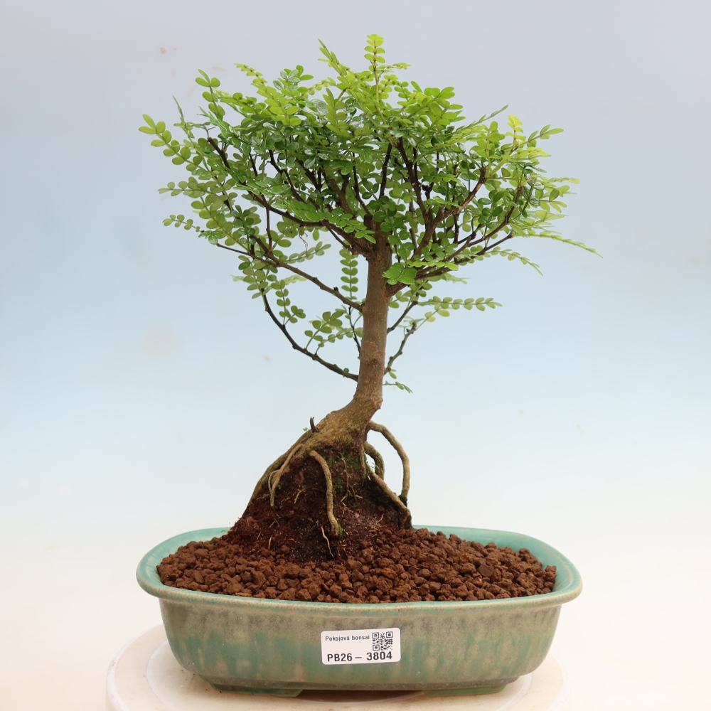 Salle bonsaï - Zantoxylum piperitum - arbre à poivre