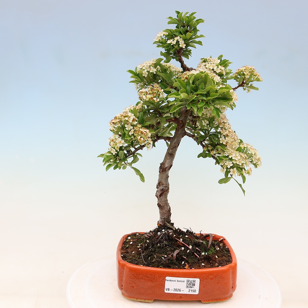 Bonsaï d'extérieur - Pyracantha teton - Pyracantha